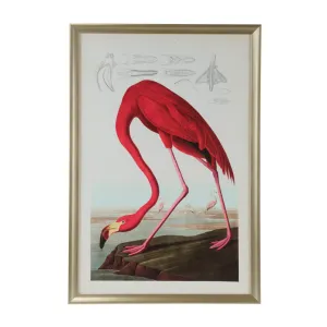 American Flamingo Giclee Print Wall Art