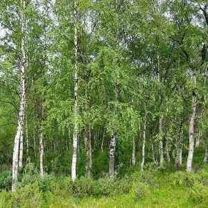 Betula pendula - Silver Birch