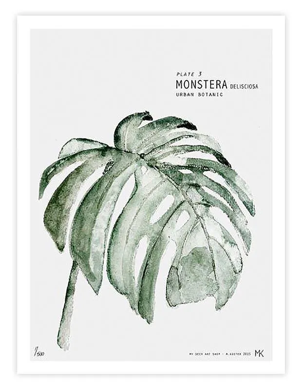 Monstera